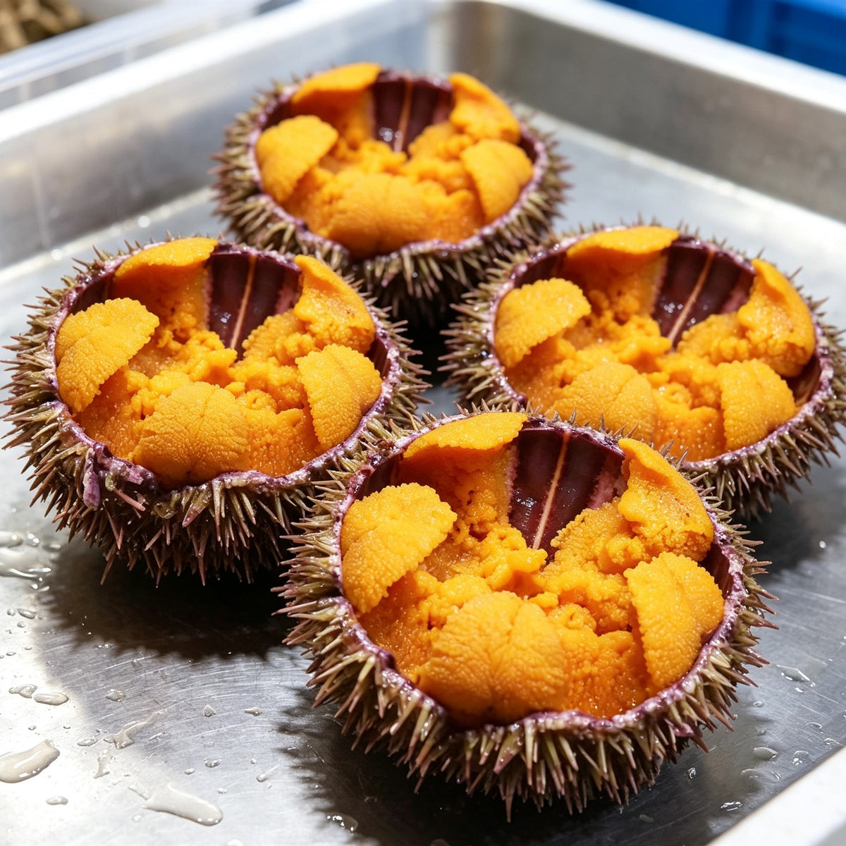 Fresh Sea Urchin with Roe